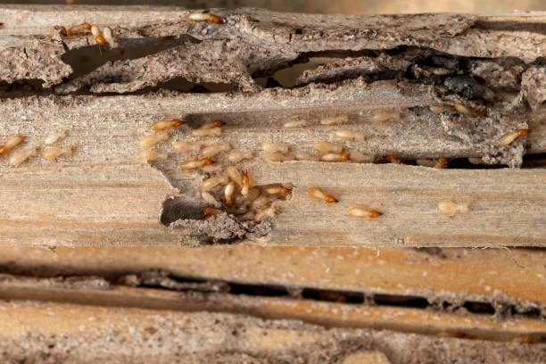 Best Commercial Pest Control Services  in Hueytown, AL